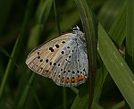 Groer Feuerfalter (Lycaena dispar) [2334 views]