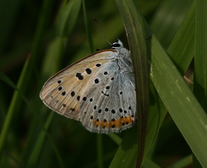 Groer Feuerfalter (Lycaena dispar)