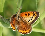 Groer Feuerfalter (Lycaena dispar) ♀ [2168 views]