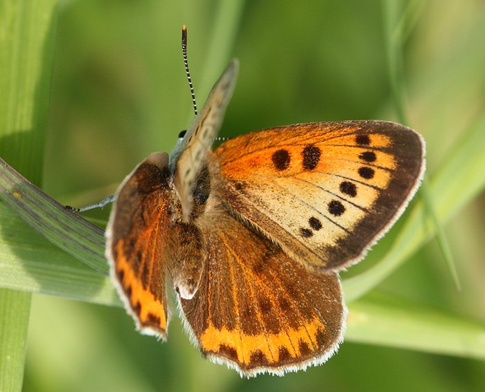 Groer Feuerfalter (Lycaena dispar) ♀