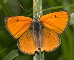 Groer Feuerfalter (Lycaena dispar) ♂ [2105 views]