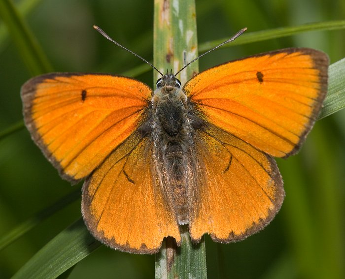 Groer Feuerfalter (Lycaena dispar) ♂