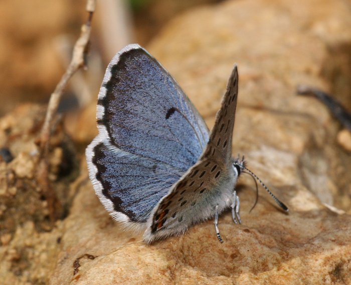 Graublauer Bluling (Pseudophilotes baton)