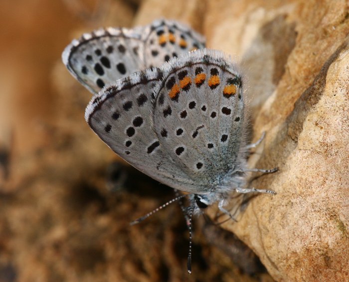 Graublauer Bluling (Pseudophilotes baton)