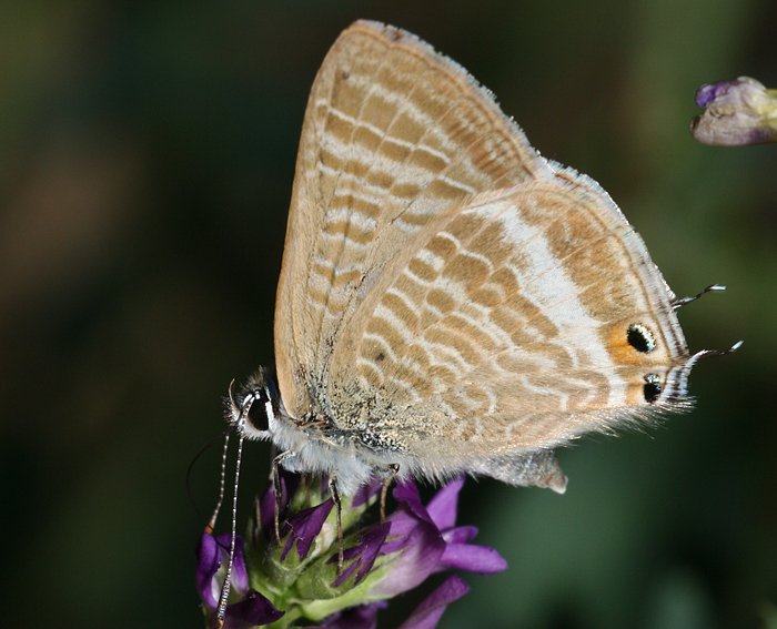 Wanderbluling (Lampides boeticus)