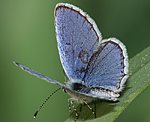 Kurzschwnziger Bluling (Cupido argiades) ♀ [2862 views]