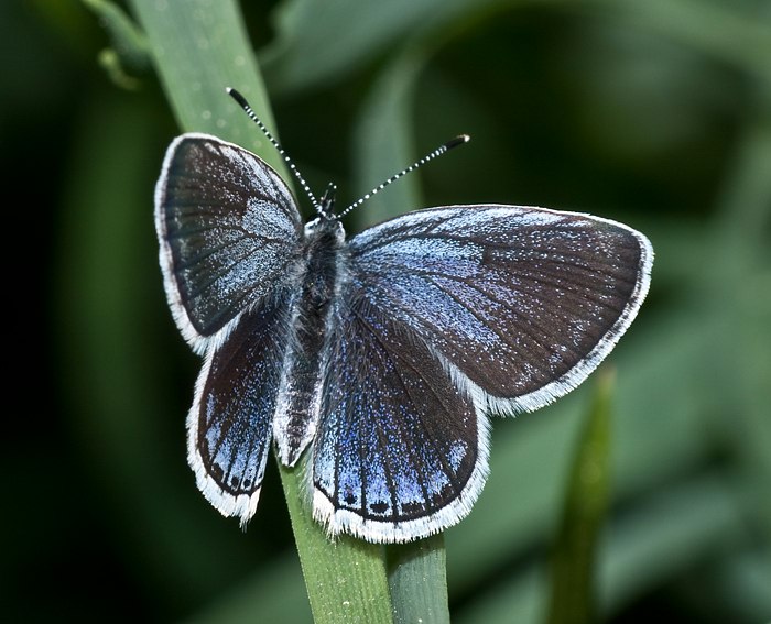 Kurzschwnziger Bluling (Cupido argiades) ♂