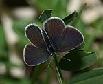 Zwergbluling (Cupido minimus) [2185 views]