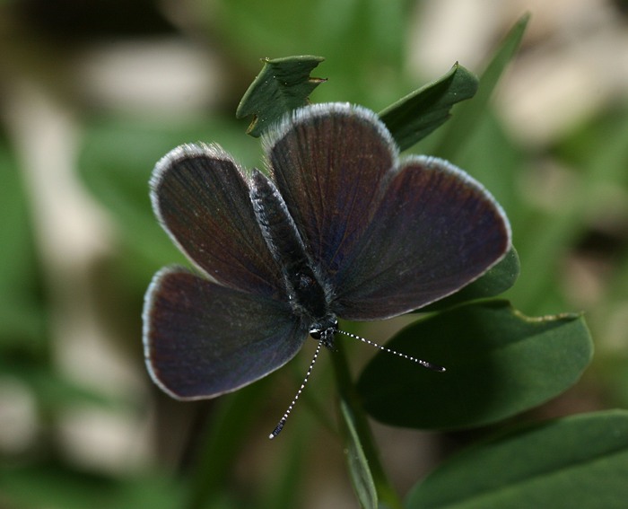 Zwergbluling (Cupido minimus)