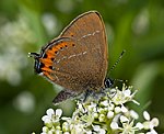 Pflaumenzipfelfalter (Satyrium pruni) [2795 views]