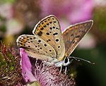 Brauner Feuerfalter (Lycaena tityrus) [1814 views]