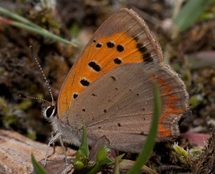 Kleiner Feuerfalter (Lycaena phlaeas)