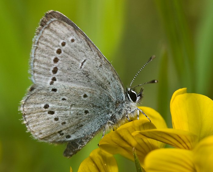 Zwergbluling (Cupido minimus)