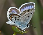 Argusbluling (Plebeius argus) [2091 views]