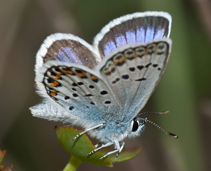 Argusbluling (Plebeius argus)