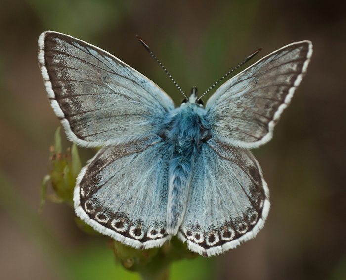 (Polyommatus hispana)