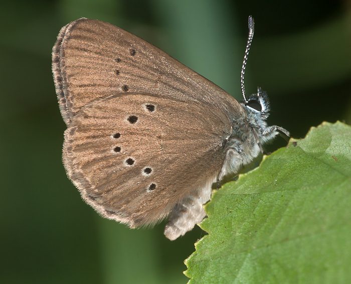 Dunkler Wiesenknopf-Ameisenbluling (Maculinea nausithous)