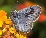 Quendel-Ameisenbluling (Maculinea arion) [1785 views]