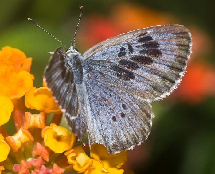 Quendel-Ameisenbluling (Maculinea arion)