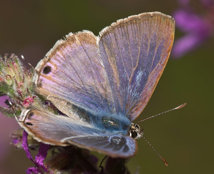 Wanderbluling (Lampides boeticus)