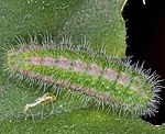 Perlagonienbluling (Cacyreus marshalli) Raupe [1662 views]