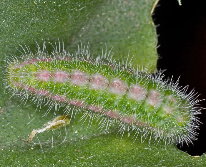 Perlagonienbluling (Cacyreus marshalli) Raupe