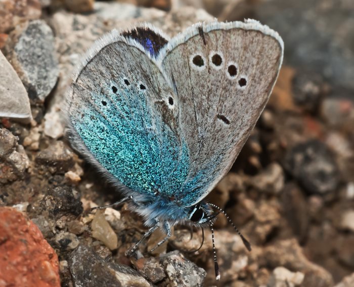 Alexis-Bluling (Glaucopsyche alexis)