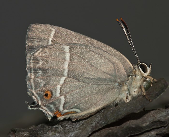 Blauer Eichenzipfelfalter (Neozephyrus quercus)