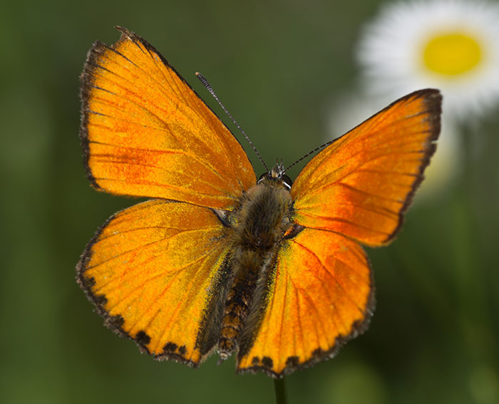 Dukaten-Feuerfalter (Lycaena virgaureae)