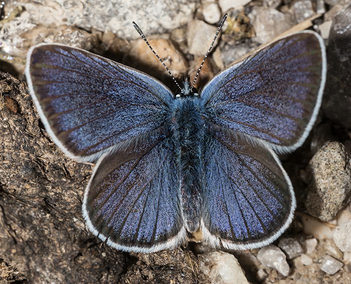 Rotkleebluling (Polyommatus semiargus)