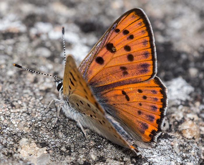 Violetter Feuerfalter (Lycaena alciphron)ssp. Gordius