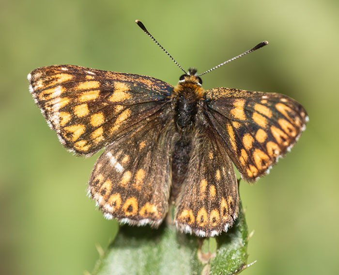 Schlsselblumen-Wrfelfalter (Hamearis lucina)