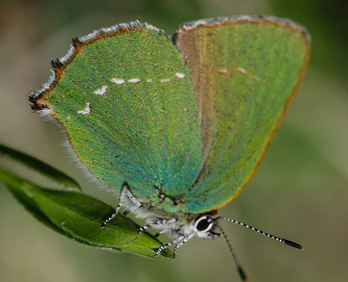 Brombeerzipfelfalter (Callophrys rubi)