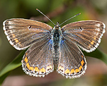 Hauhechelbläuling (Polyommatus icarus) ♀ [2750 views]