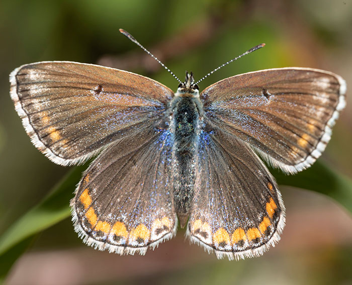 Hauhechelbluling (Polyommatus icarus) ♀