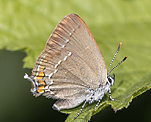 Kleiner Schlehenzipfelfalter (Satyrium acaciae) [1787 views]