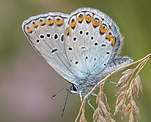 Kronwickenbluling (Plebeius argyrognomon) [2108 views]