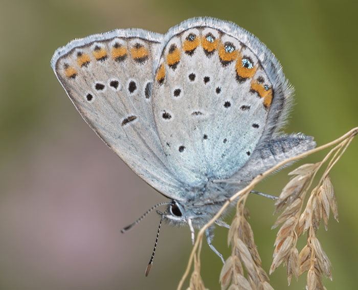 Kronwickenbluling (Plebeius argyrognomon)