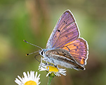 Violetter Feuerfalter (Lycaena alciphron) [287 views]