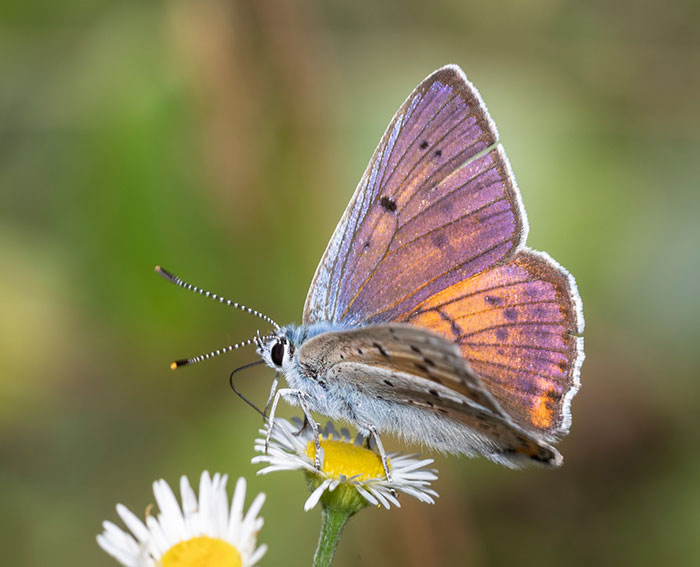 Violetter Feuerfalter (Lycaena alciphron)