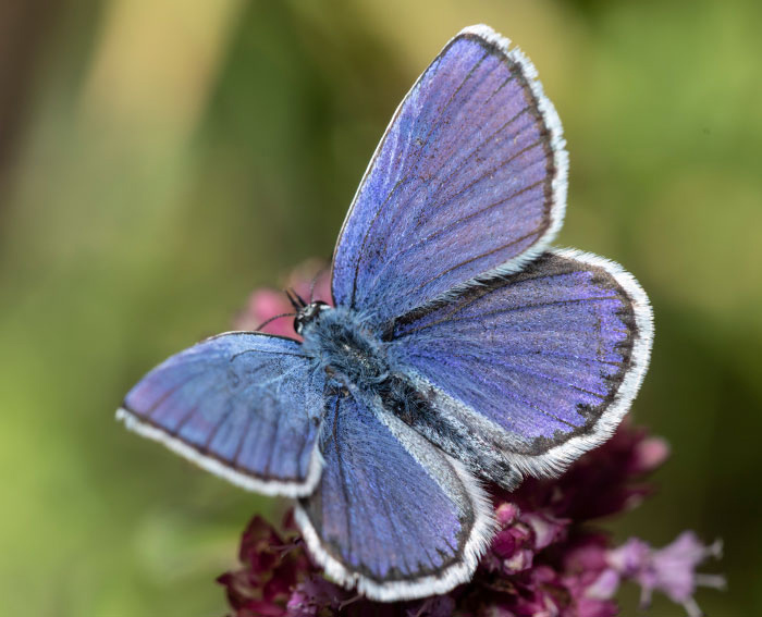 Hauhechelbluling (Polyommatus icarus)