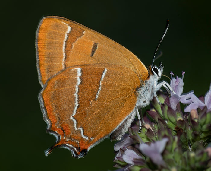 Nierenfleck-Zipfelfalter (Thecla betulae)