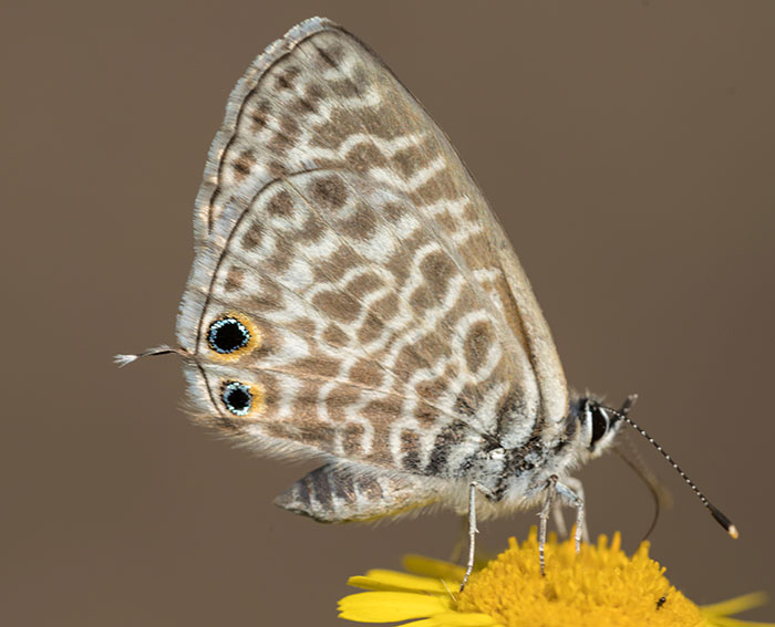 Kleiner Wanderbluling (Leptotes pirithous)