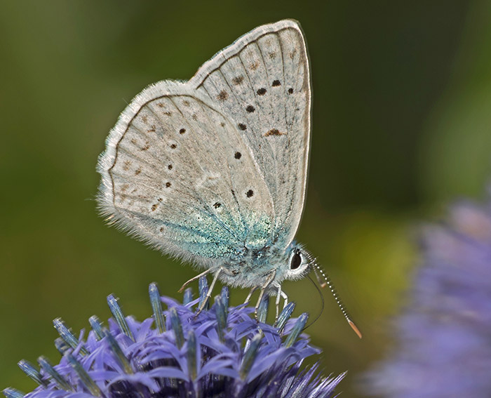 Zahnflgel-Bluling (Polyommatus daphnis)