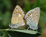 Hauhechelbluling (Polyommatus icarus) Kopula [2986 views]