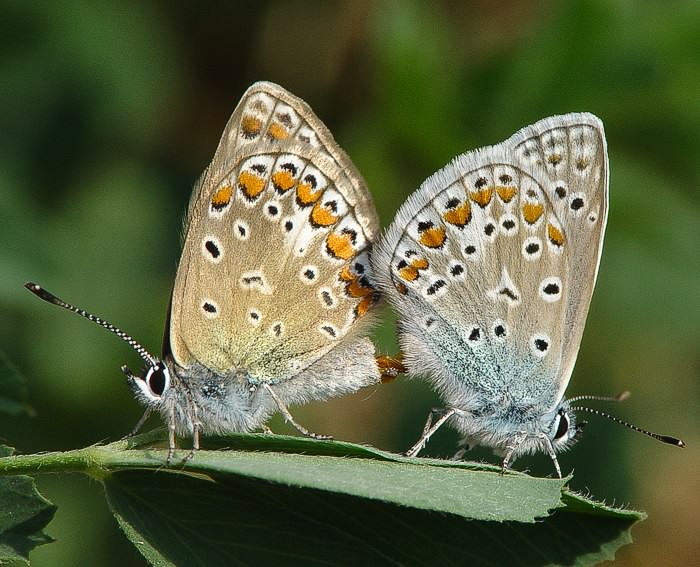 Hauhechelbluling (Polyommatus icarus) Kopula