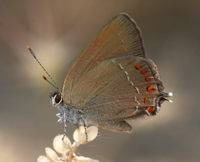 Brauner Eichen-Zipfelfalter (Satyrium ilicis)