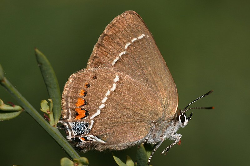 Kreuzdorn-Zipfelfalter (Satyrium spini)