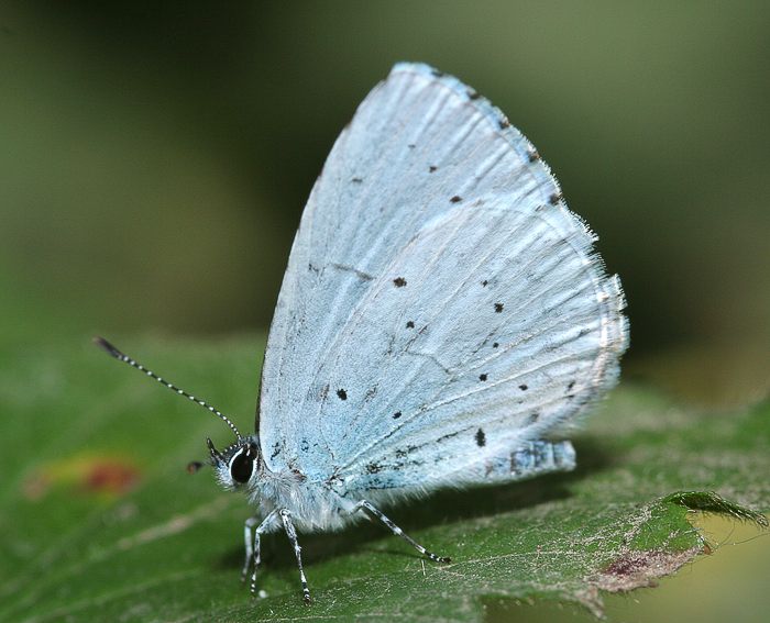 Faulbaumbluling (Celastrina argiolus)