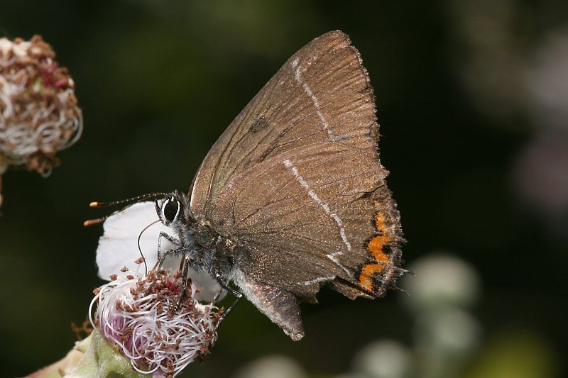 Ulmenzipfelfalter (Satyrium w-album)